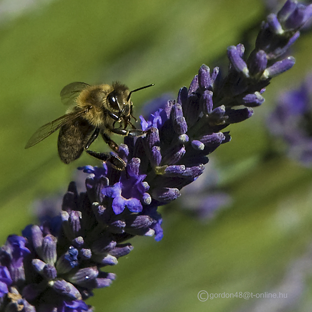 Meine Bienen lieben den Pollen des Lavendels