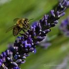 Meine Bienen lieben den Pollen des Lavendels