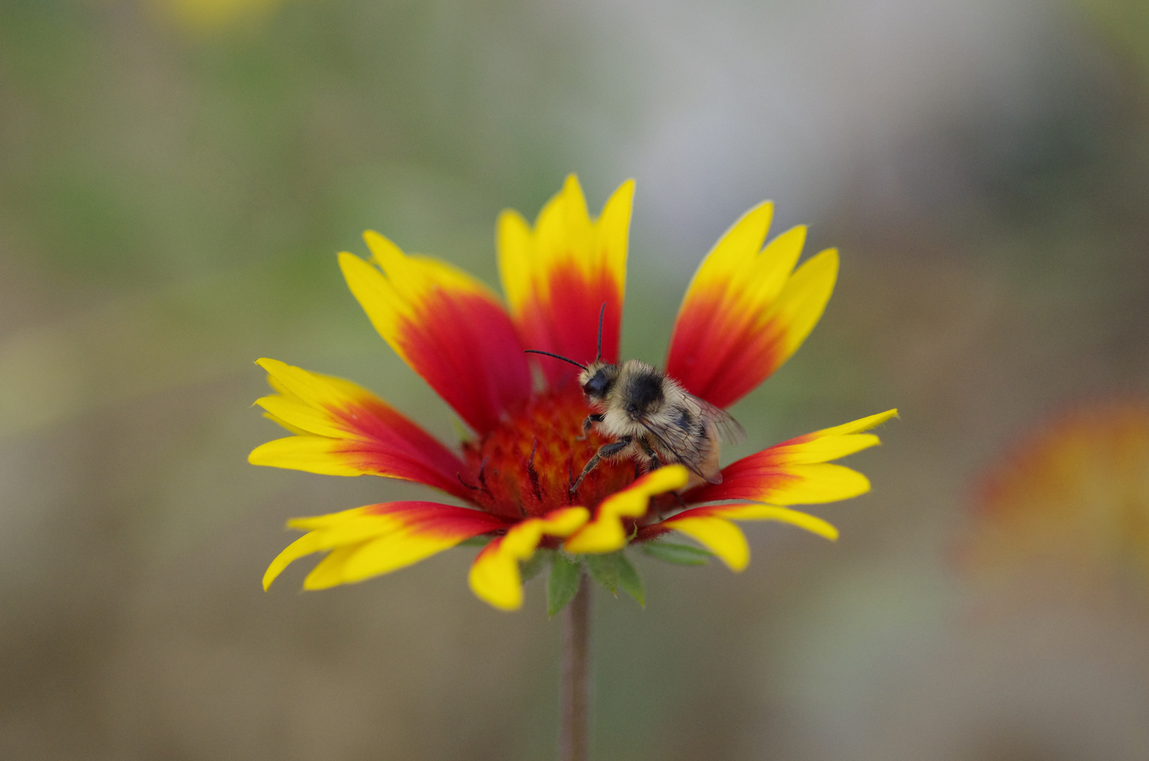 Meine Bienen sind wie immer fleißig auch beim foto schooting