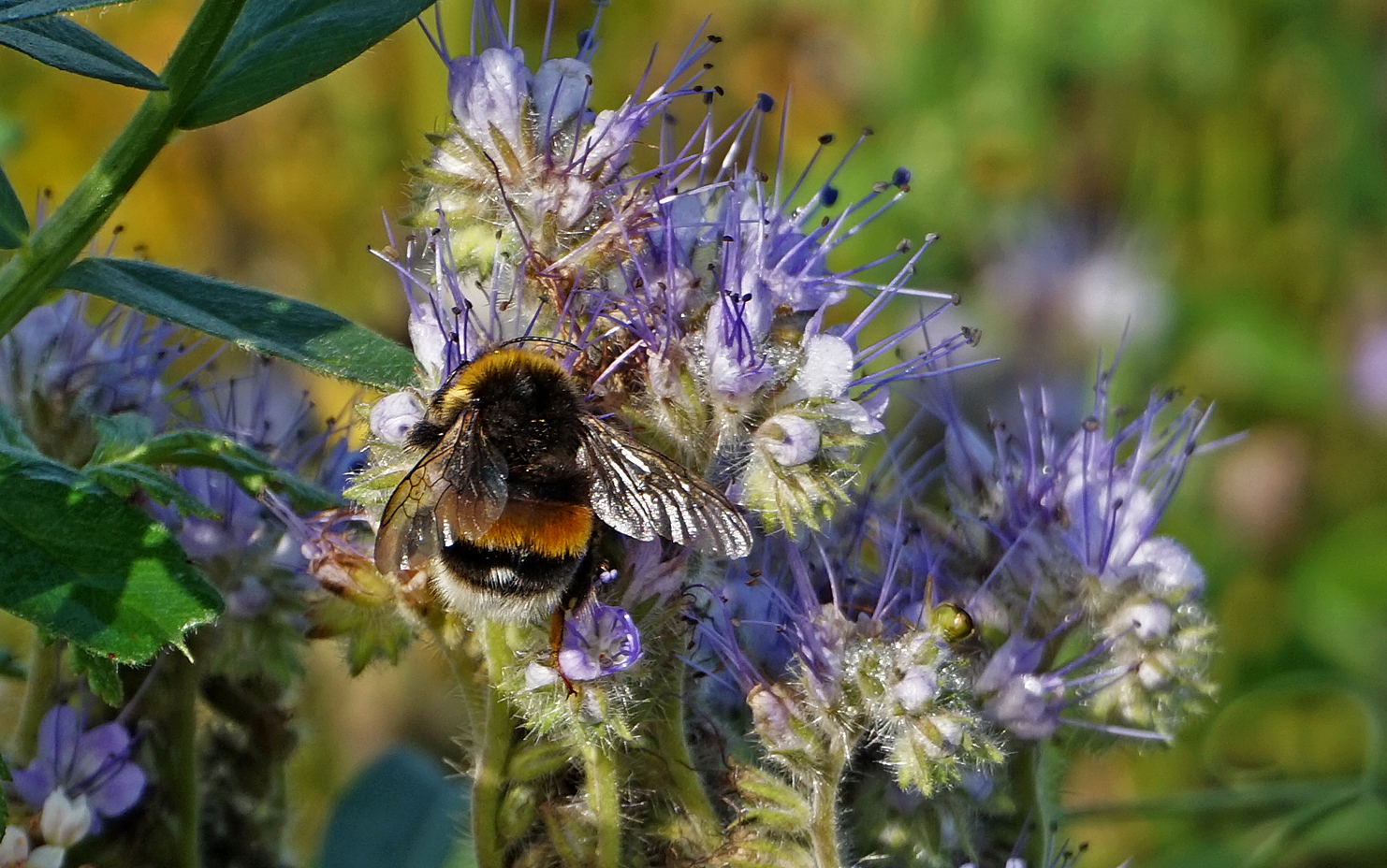 Meine Bienenfreude