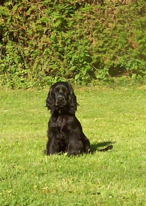 Meine Bineboni der Spaniel