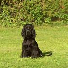 Meine Bineboni der Spaniel