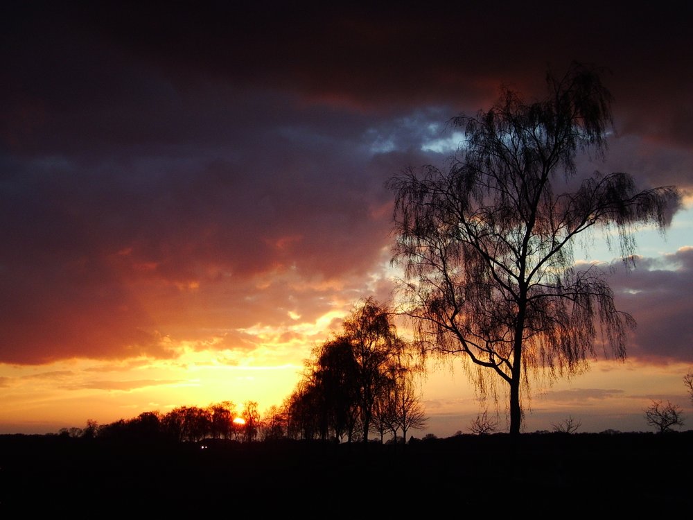 "Meine" Birke - Wilder Himmel