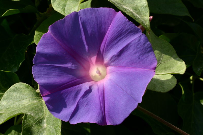 Meine blaue Blume (Clematis)