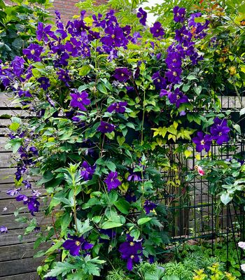 Meine blaue Clematis im Garten blüht wieder üppig