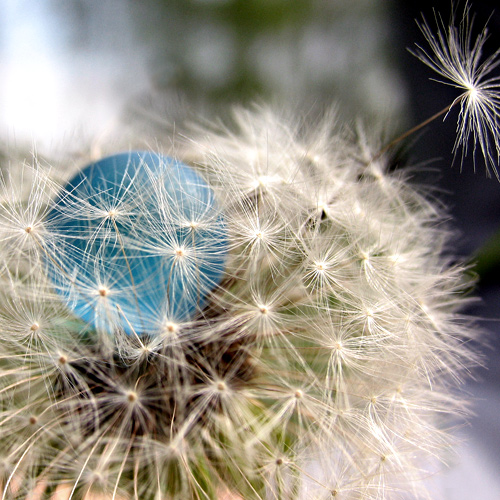 Meine blaue Murmel in einer Pusteblume