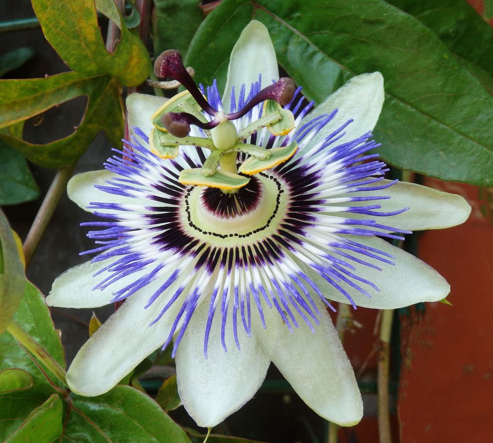 Meine Blaue Passionsblume (Passiflora caerulea) blüht