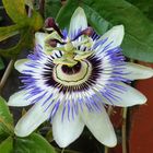 Meine Blaue Passionsblume (Passiflora caerulea) blüht