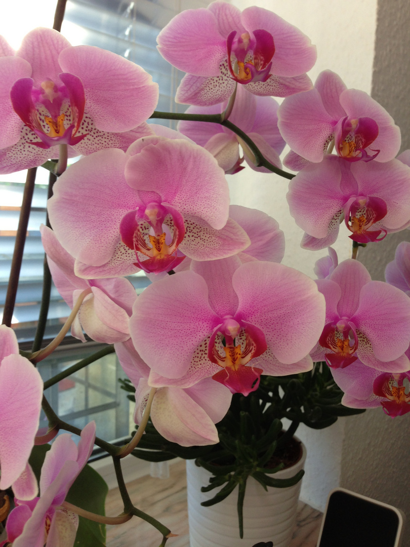Meine blühende Orchidee