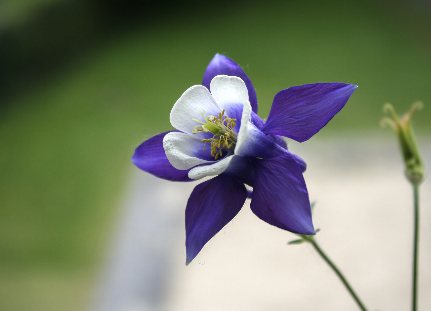 Meine Blümchen 2