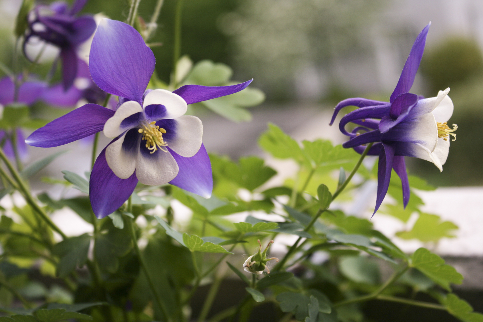 Meine Blümchen 6