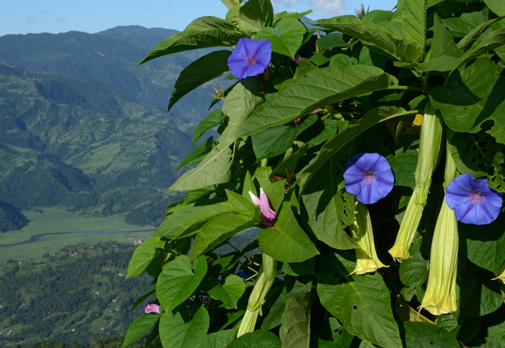 meine Blümchen aus Nepal