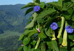 meine Blümchen aus Nepal