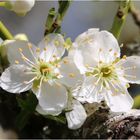 Meine Blümchen zum Mittwoch