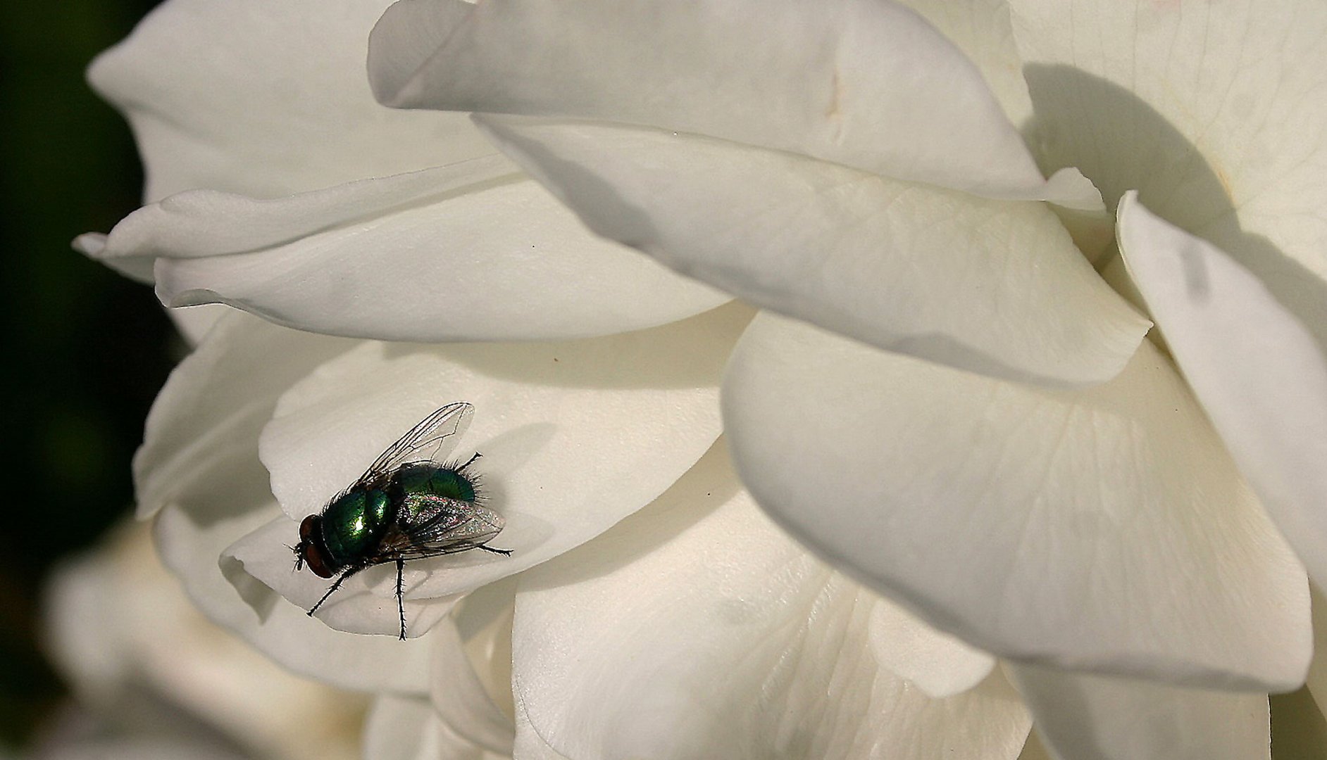 meine Blüte