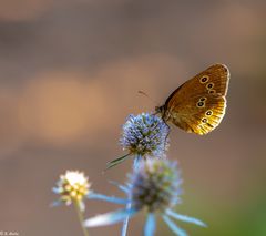 Meine Blüte (1)