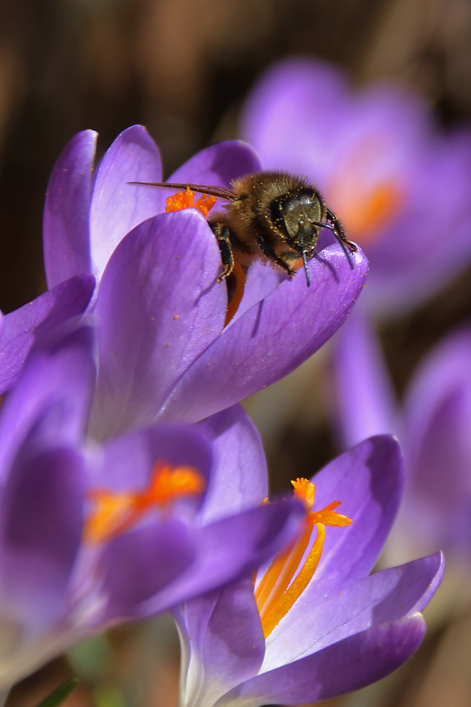 meine Blüte