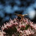 Meine Blüte!