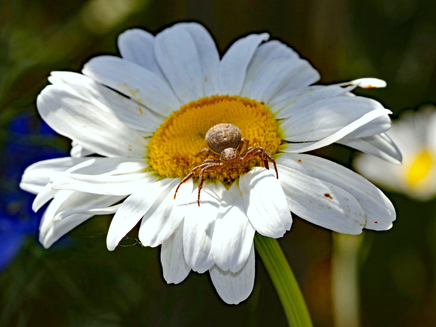 Meine Blüte...