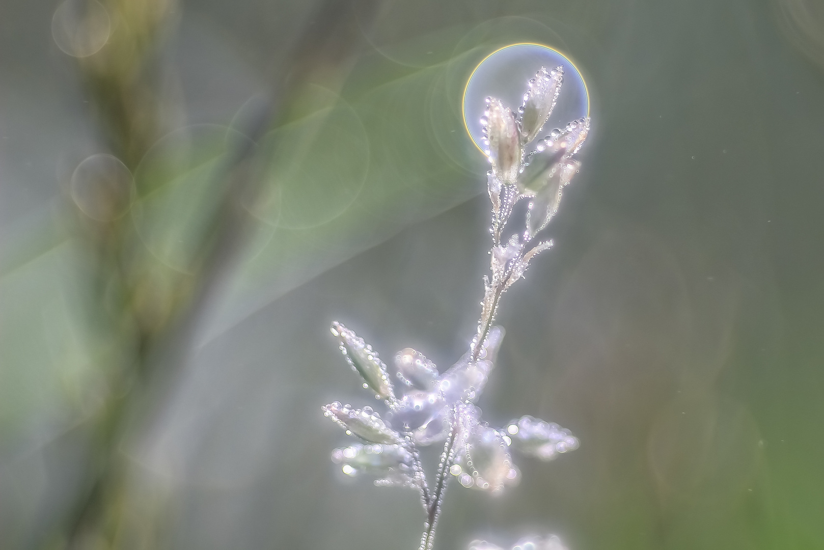 Meine Blüte..