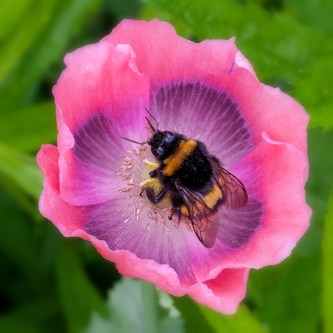 Meine Blüte!