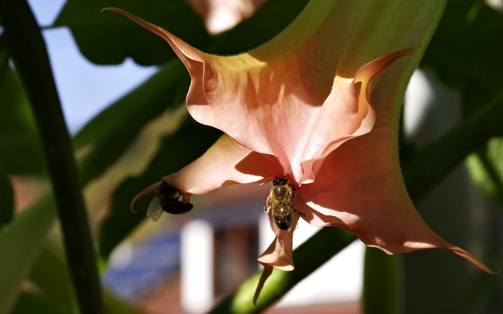 meine Blüte zum Mittwoch