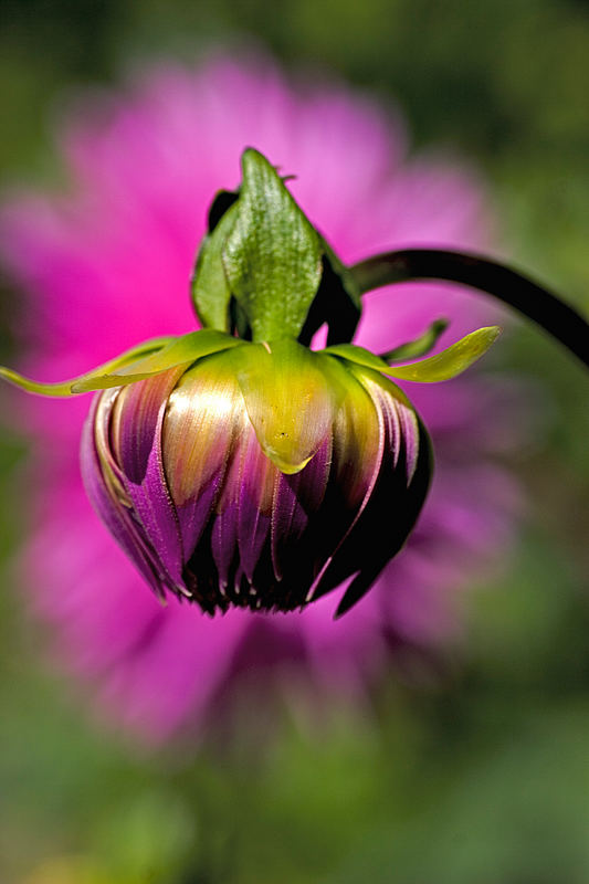 ...meine (Blüten-)Stunde kommt noch