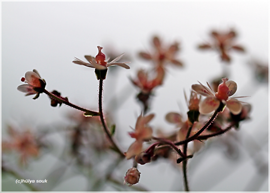 meine Blumen 2