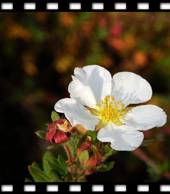 meine Blumen