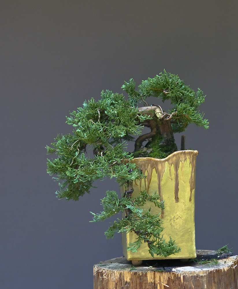 Meine Bonsai Kaskade (ca 40 Jährig)