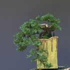 Meine Bonsai Kaskade (ca 40 Jährig)