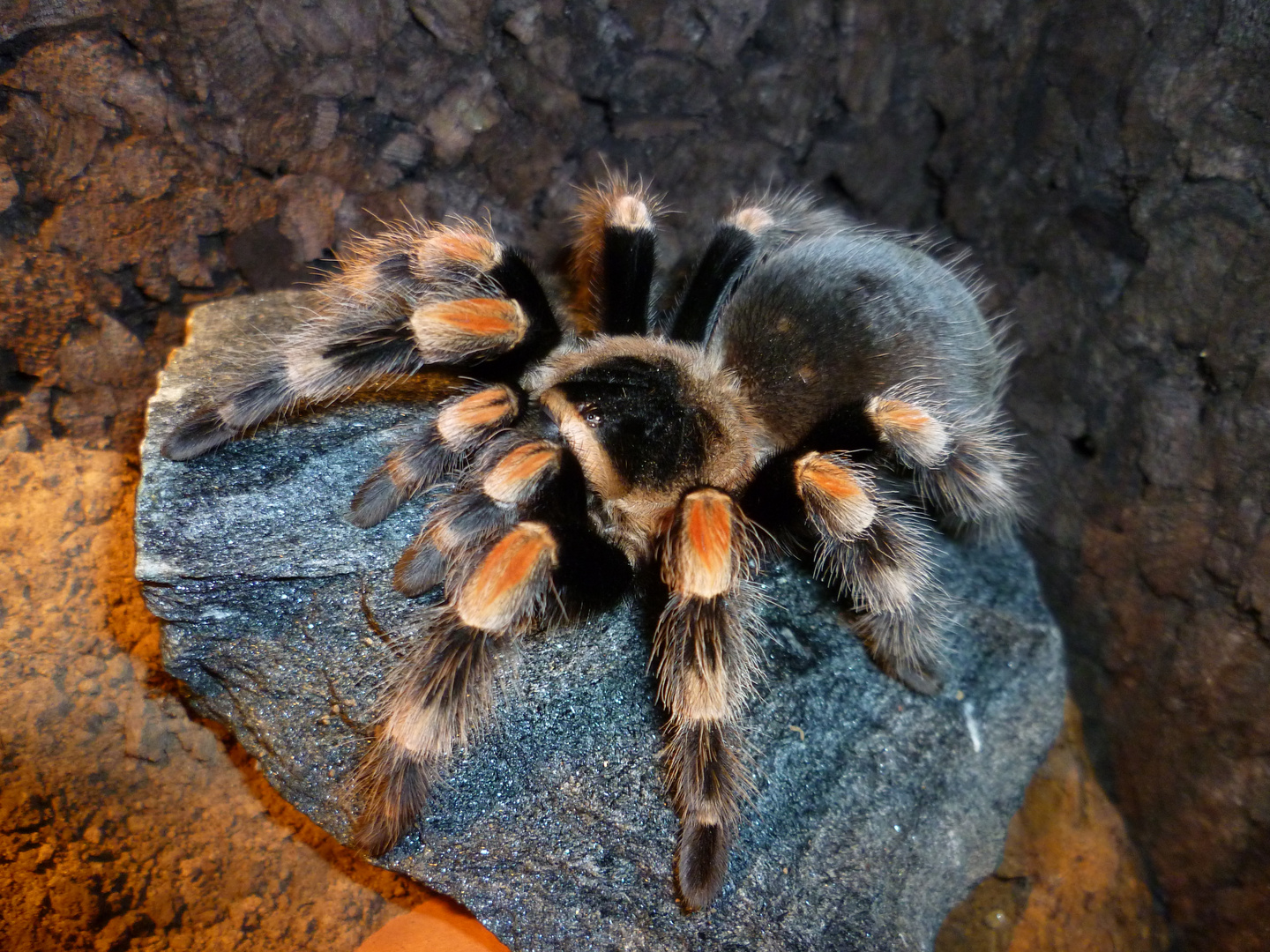 Meine Brachypelma smithi namens KANKRA