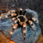 Meine Brachypelma smithi namens KANKRA