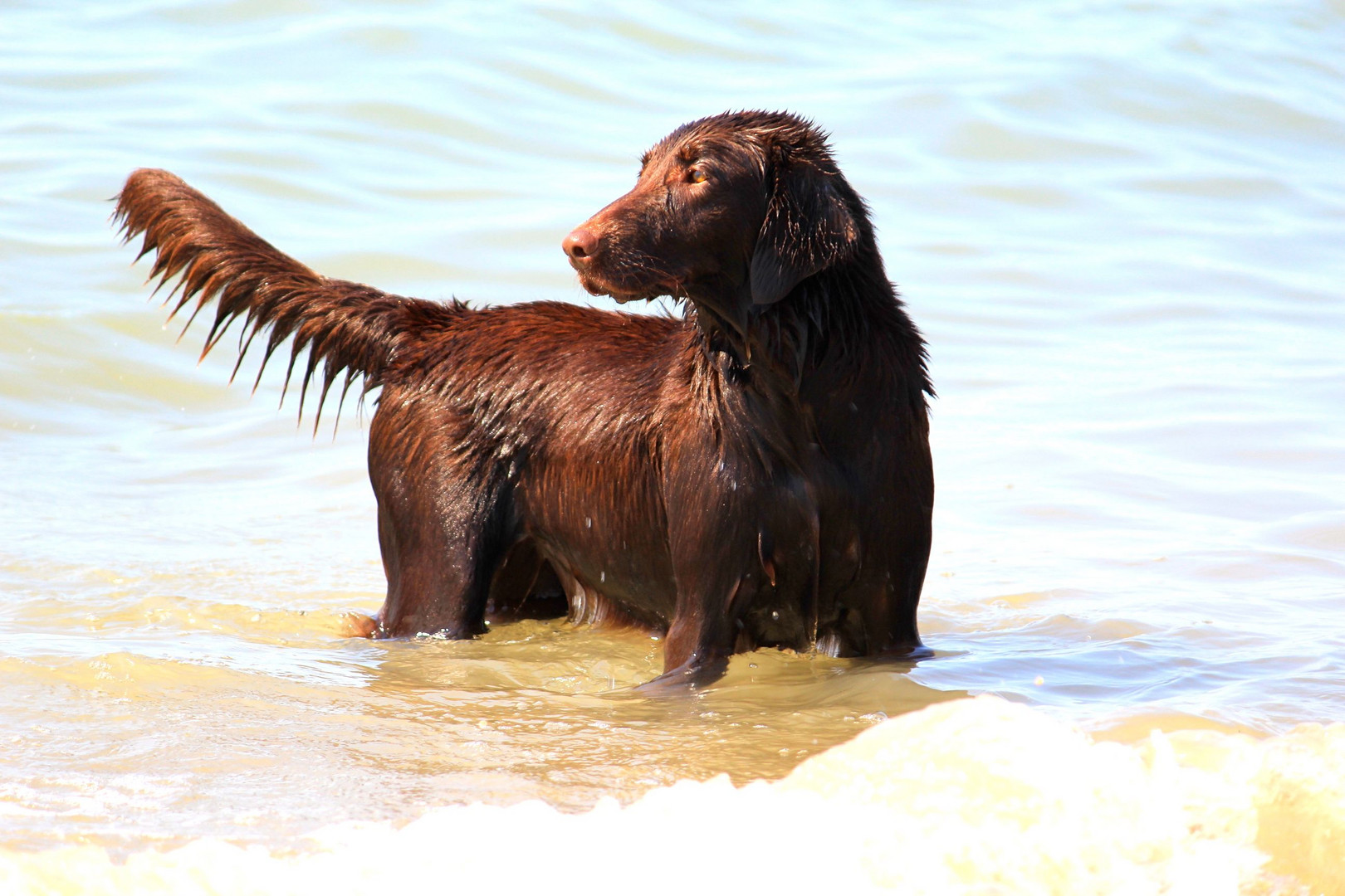 Meine braune Schönheit Pepper - Flat Coated Retriever