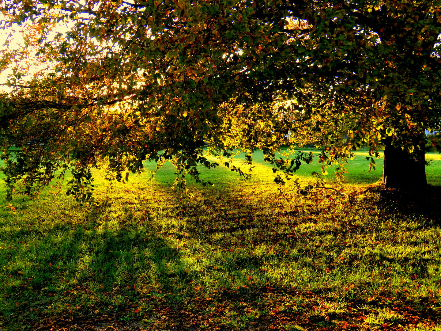 Meine Buche im Abendlicht