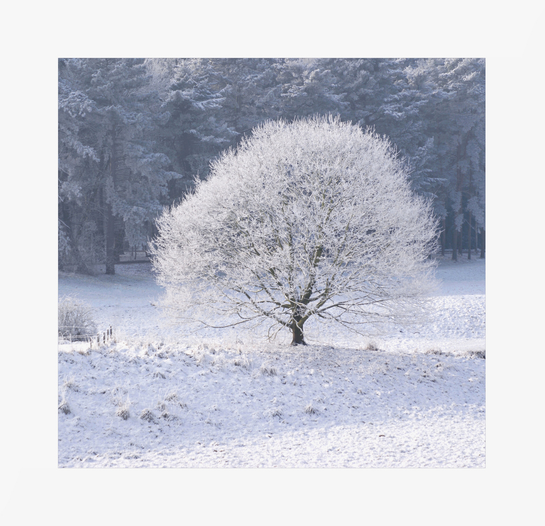 (Meine) Buche im ersten Winterkleid