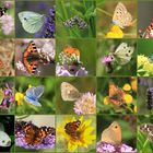 Meine bunte Faltersammlung 2017, die Zeit der Schmetterlinge...