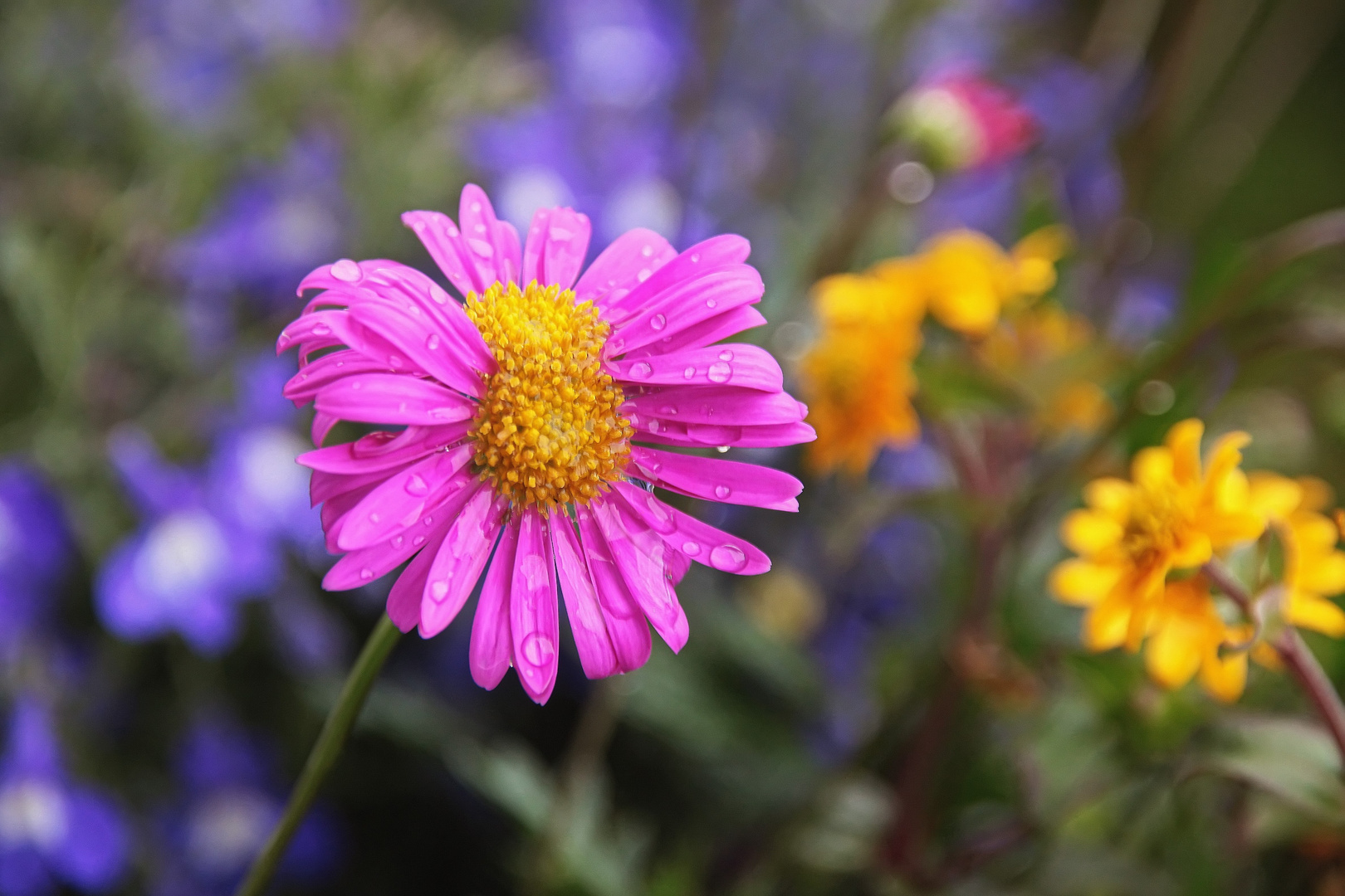 Meine bunten Balkonblumen...