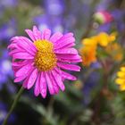 Meine bunten Balkonblumen...