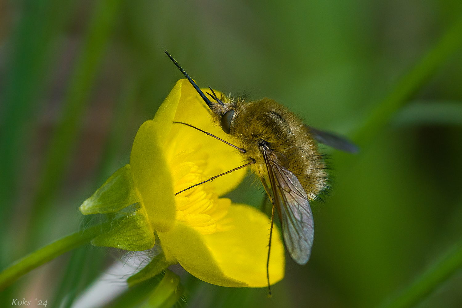 Meine Butterblume