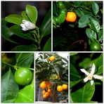 meine Calamondin-0range