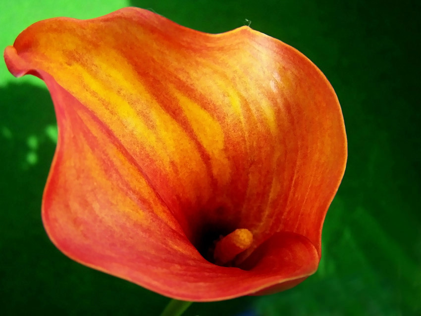 Meine Calla auf dem Balkon