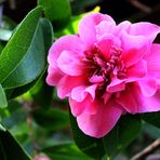  Meine Camellia japonica 