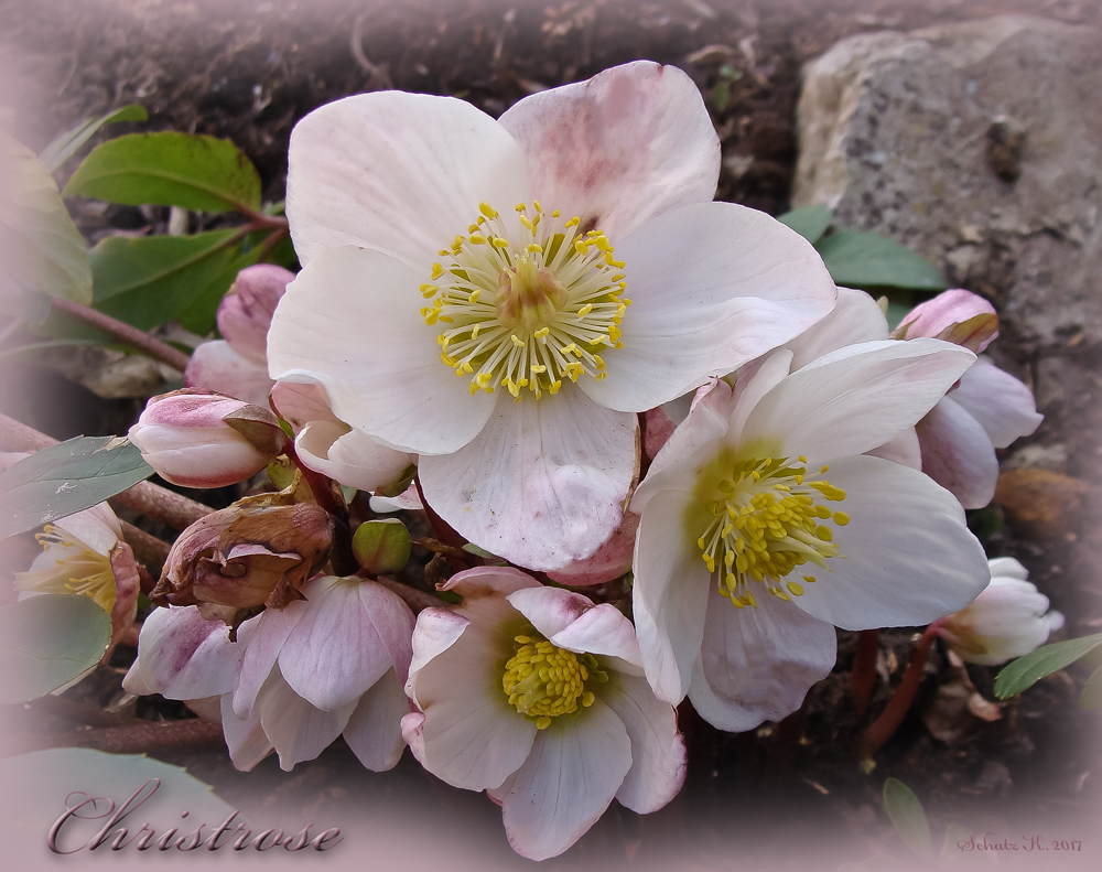 meine Christrosen...