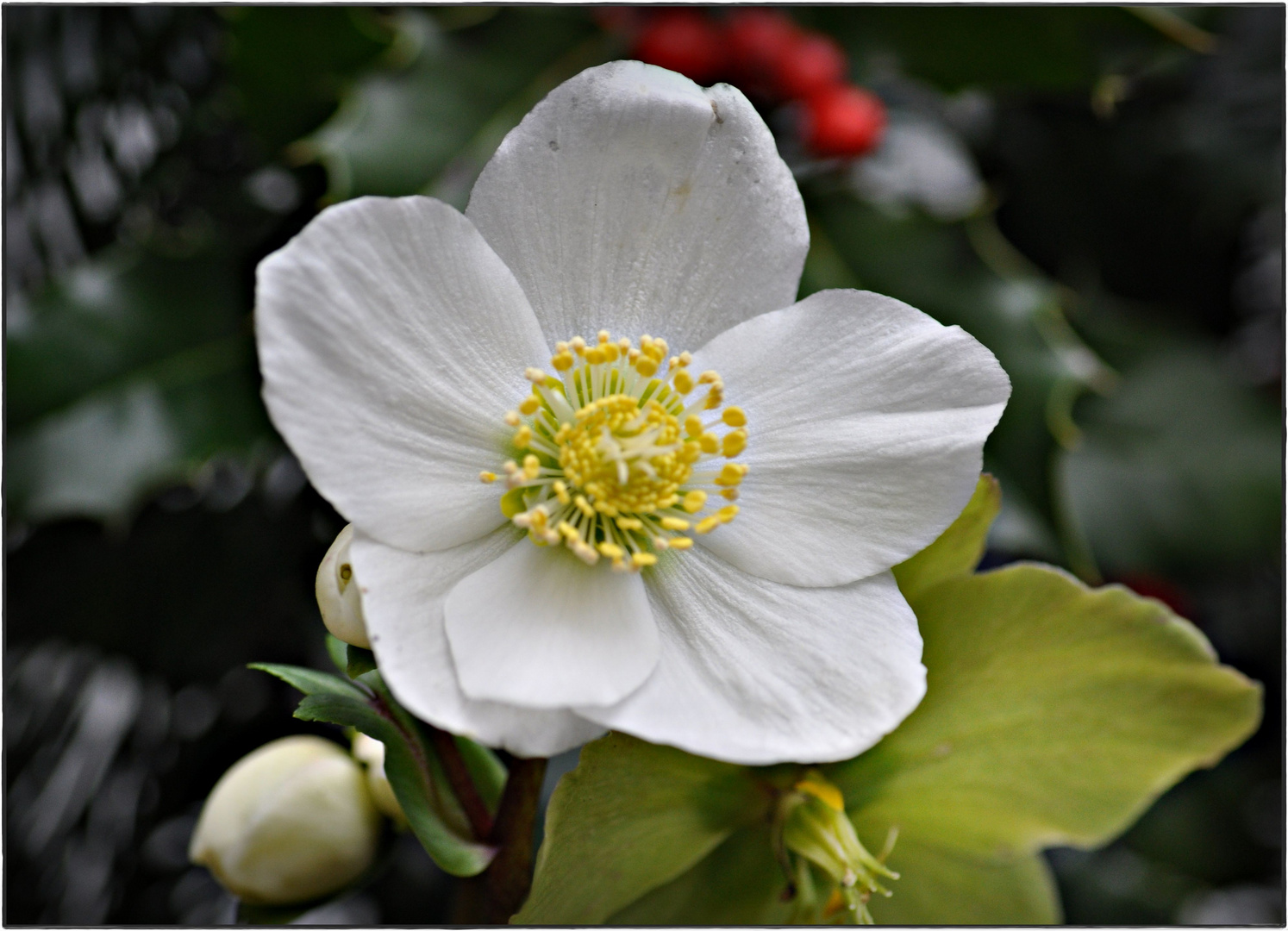 Meine Christrosen