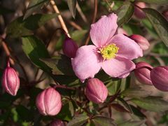 Meine Clematis ...