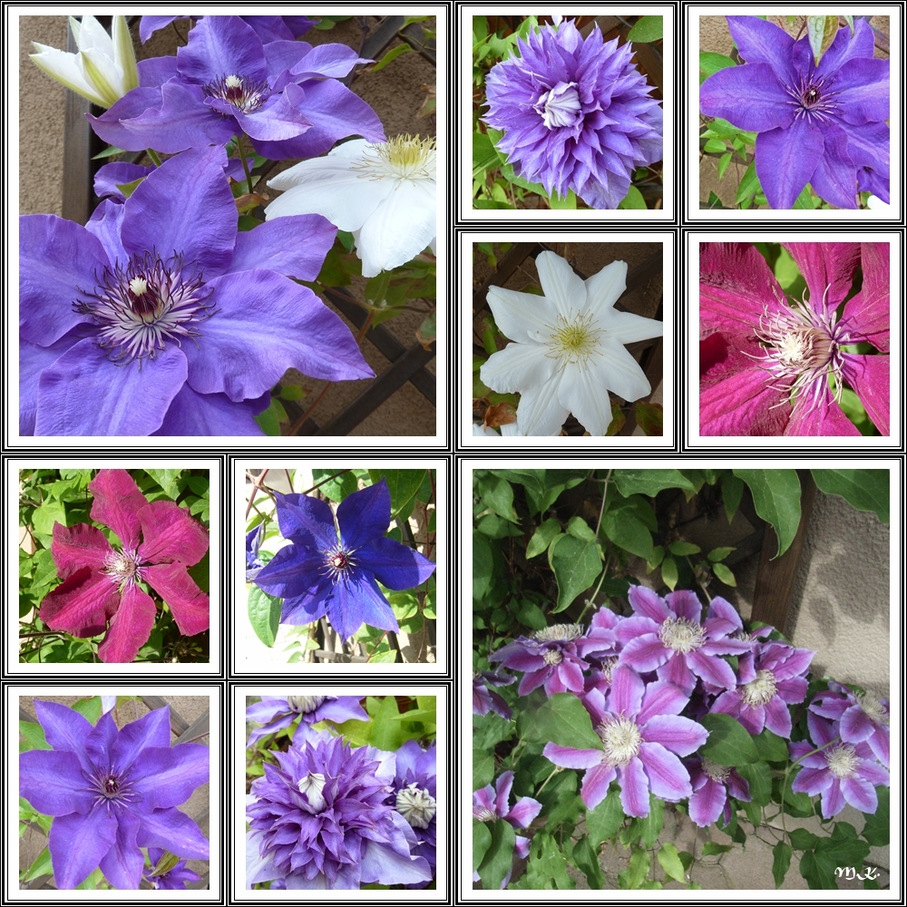 Meine Clematis