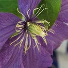 Meine Clematis auf dem Balkon