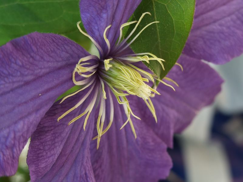 Meine Clematis auf dem Balkon