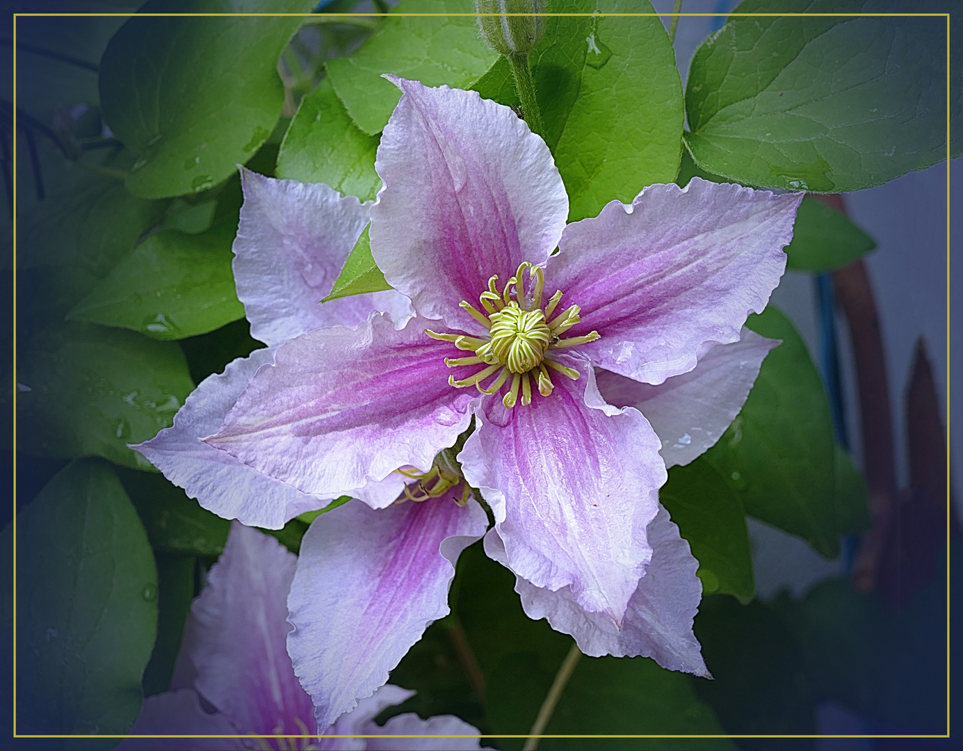 Meine Clematis blüht Foto & Bild macro , natur, macro Bilder auf